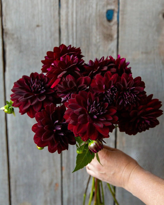 Bouquet of dark red flowers held against a wooden background