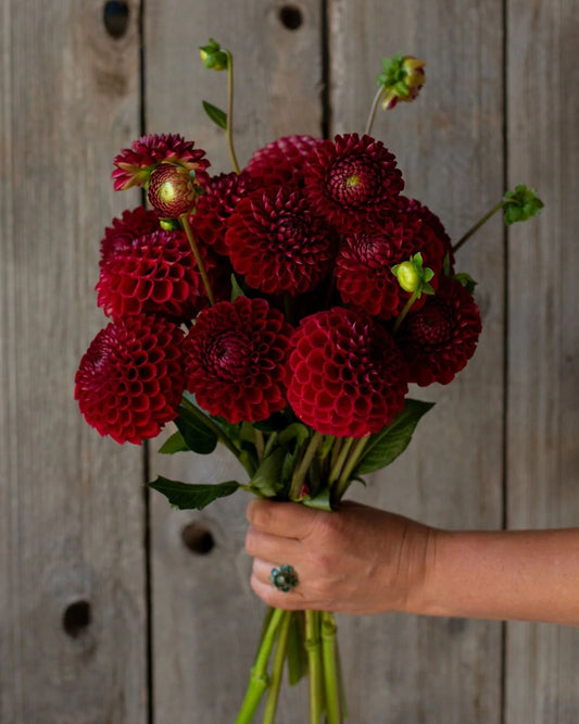 Hand holding a bouquet of deep red dahlias against a wooden background