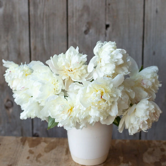 Peony - Marie Lemoine