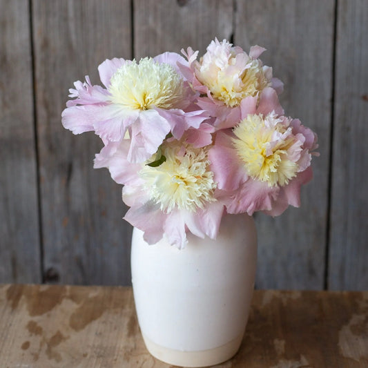 Peony - Petticoat Flounce