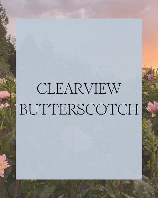 Clearview Butterscotch