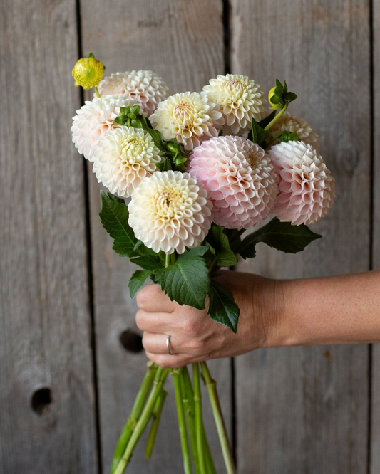 Hand holding a bouquet of flowers against a wooden background