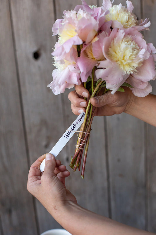 Peony - Petticoat Flounce