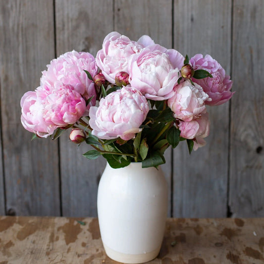 Peony - Nick Shaylor