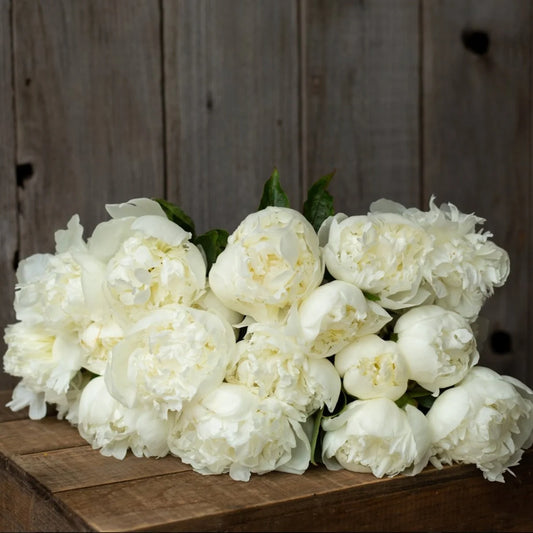 Peony - Duchesse de Nemours