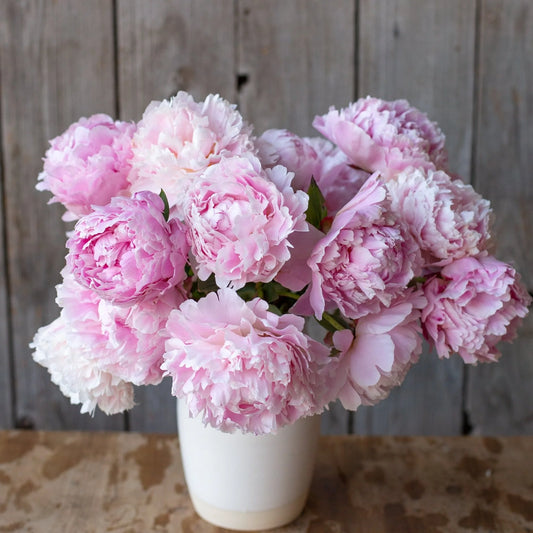 Peony - Sarah Bernhardt