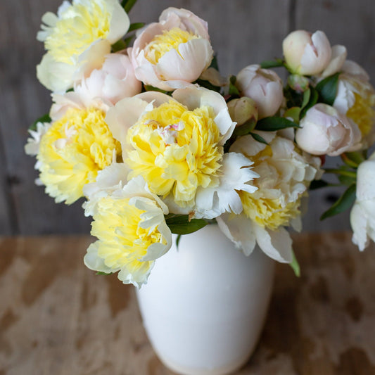 Peony - Laura Desert