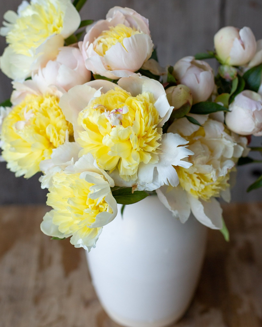 Peony - Laura Desert